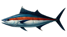 marlin-ambition-sport-fishing